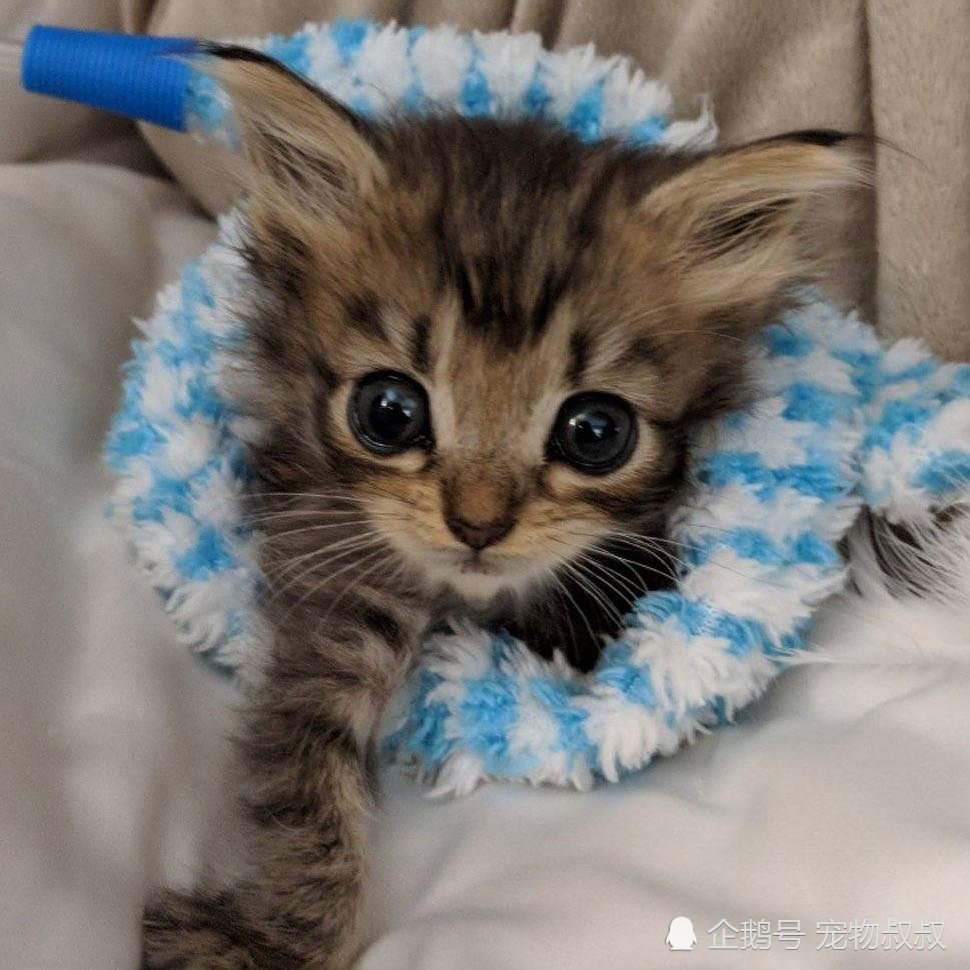 女子后院发现被弃奶猫,后腿畸形无法站立,精心