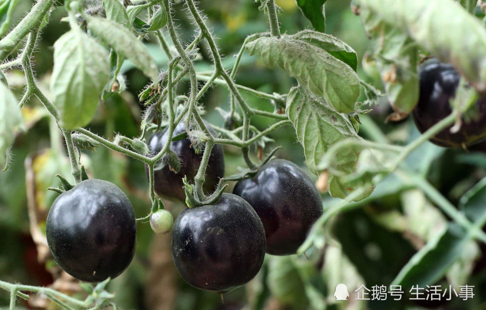 西红柿竟然还有黑色的?一斤售价40元,在国外卖