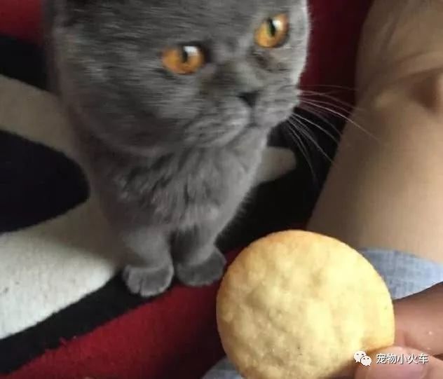 表情逗奇迹不给它猫咪吃,薯片的小主人亮了,真表情暖暖微信猫咪图片