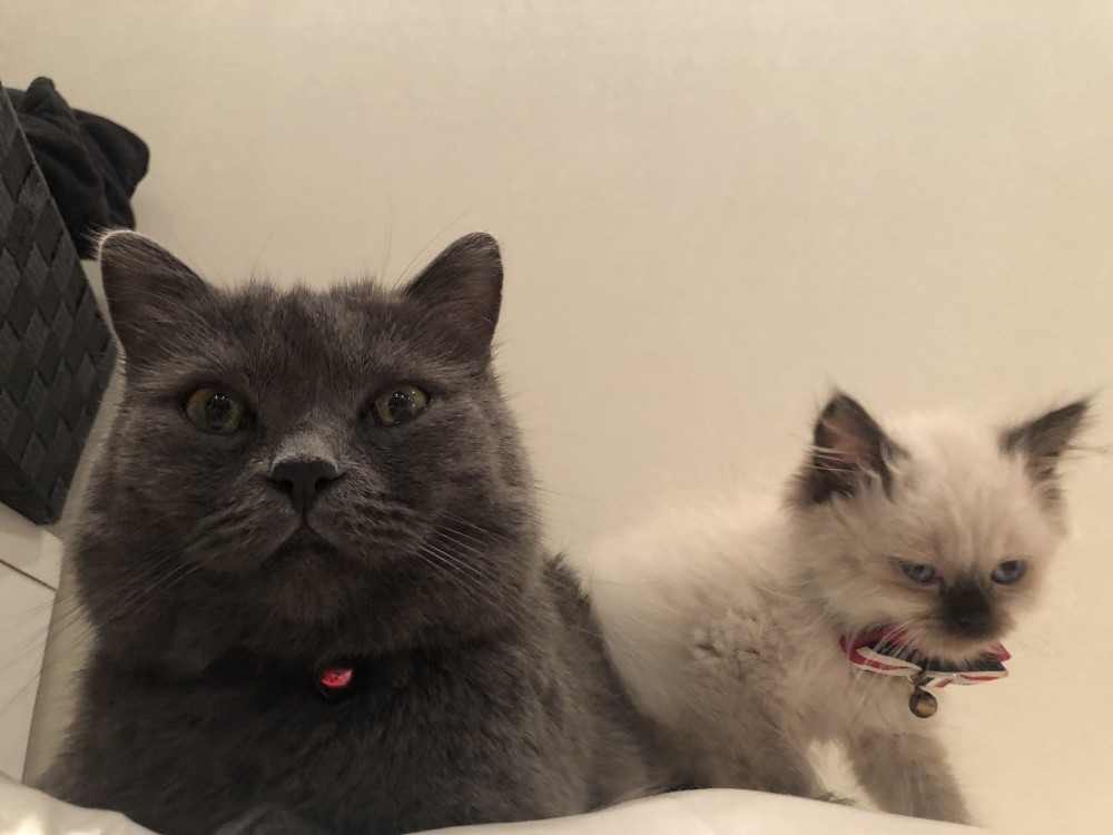 幼猫打针哭出圆滚滚2滴眼泪,网友萌翻:可怜又