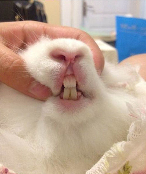 男童被兔子咬,专家告诉你兔子的牙齿有多锋利,为什么会咬人?