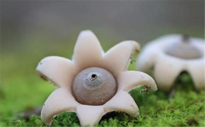 那些罕见的蘑菇,奇形怪状,美得像艺术品,第六种你也许