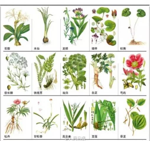 【健康】中药药性大全,不收藏实在太可惜!