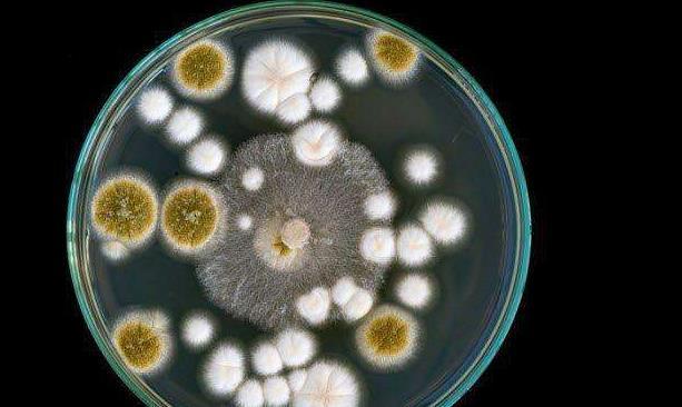 人类观察到微生物不到400年时间,但它们已经生