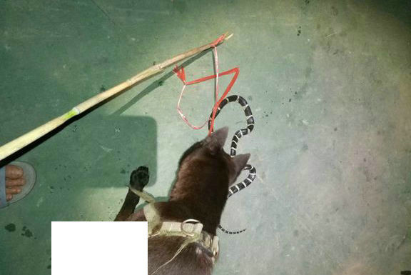 毒蛇喂狗?男子钓鱼,打死剧毒银环蛇,竟给狗吃