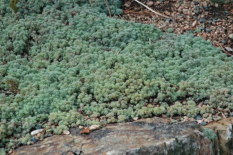6种适合布置在岩石花园里的匍匐植物,适合搭配石板路
