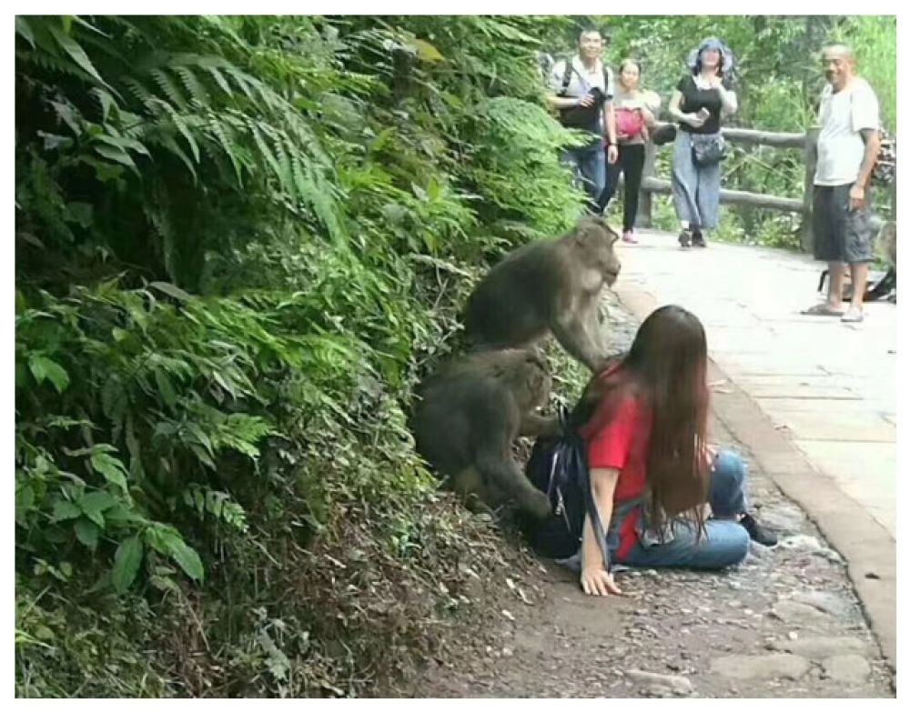 美女爬峨眉山,半路惨遭猴子袭胸扒裤子,羞得美女提起