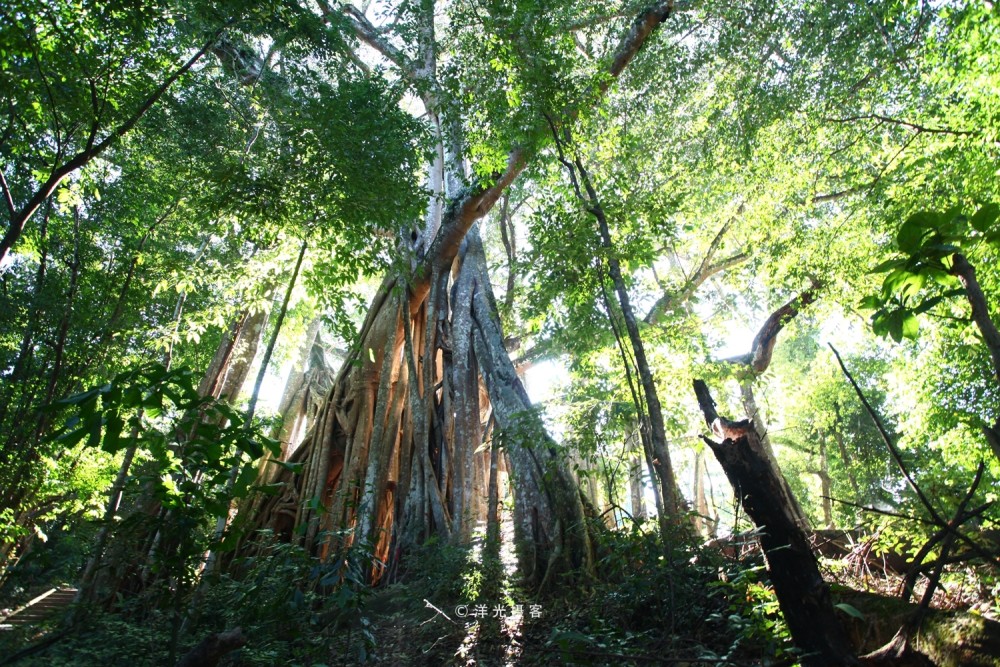 中国最大的榕树,树冠面积覆盖超过9.2亩,接近一