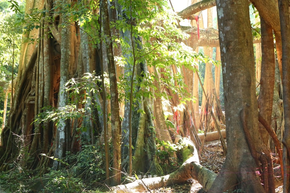 中国最大的榕树 树冠面积覆盖接近一个标准足球场