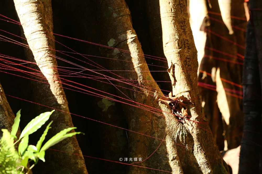 中国最大的榕树,树冠面积覆盖超过9.2亩,接近一个标准足球场