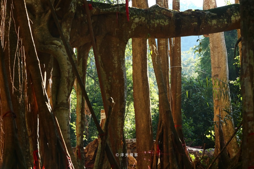 中国最大的榕树,树冠面积覆盖超过9.2亩,接近一个标准足球场