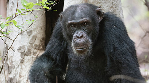 BBC重磅纪录片《王朝》,演绎动物版权力的游