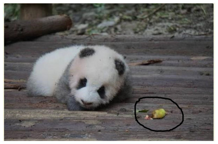 国庆出游看熊猫,千万别给它们喂这些,饲养员奶