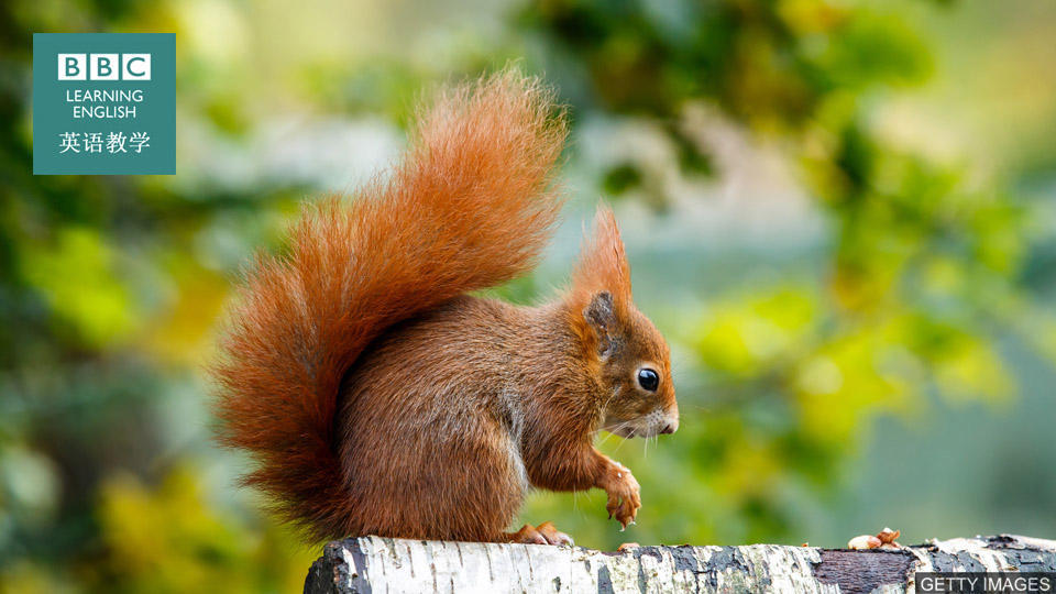 BBC英语小测验:和 动物 有关的英语表达