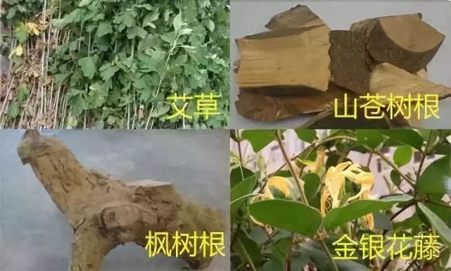 如布惊树根,枫香树叶,布惊籽,枫香树根,山苍树根等.