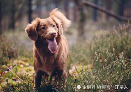 狗狗半夜忽然对着空气叫唤,难道真能看到脏东