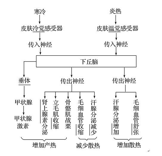 【教学参考】为什么夏季也会出现失温死亡现象?关于体温调节的常考点