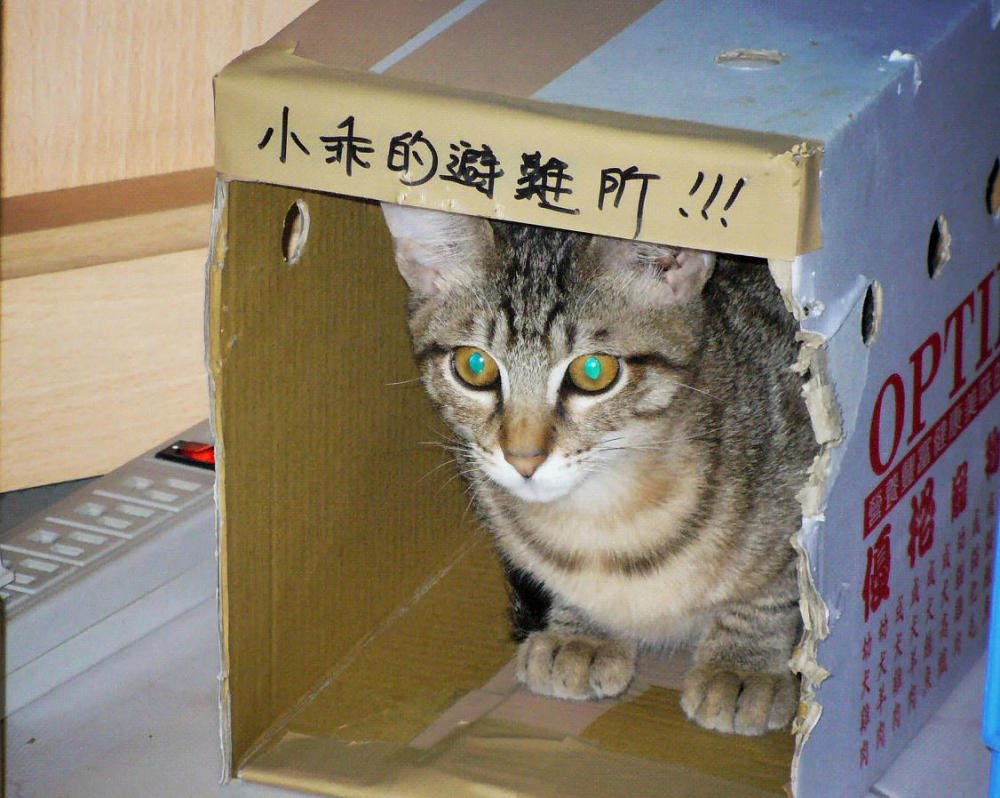 小宝跪地抬头求宠幸,猫咪亲完头晕脑胀一巴掌