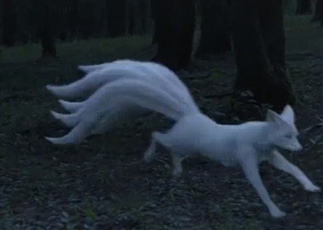 白浅就暴露真身,打算自在一番,夜色漆黑,一只通体雪白的白狐,奔跑在