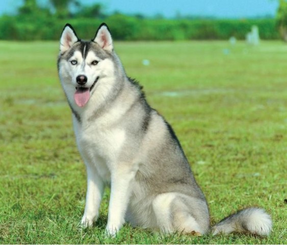 十大恶犬排名_十大恶犬排名介绍图(2)