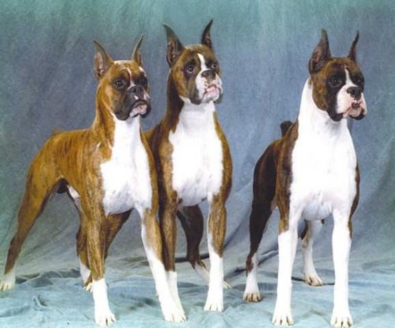 十大恶犬排名_十大恶犬排名介绍图