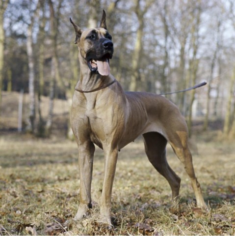 十大恶犬排名_十大恶犬排名介绍图