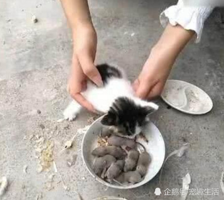 为了训练抓鼠能力,主人强迫小猫生吃老鼠,直接把它吓懵了