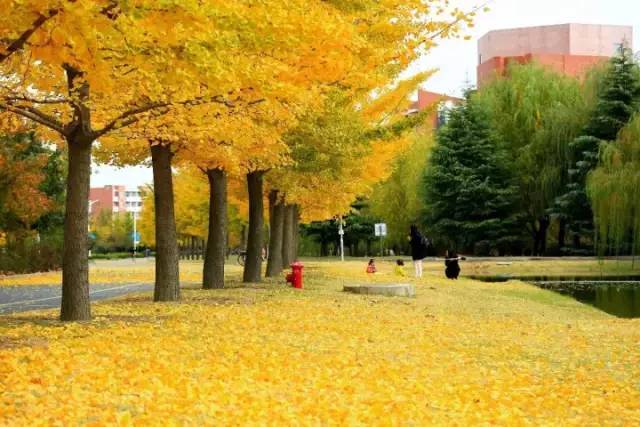 青岛的美，一半藏在大学里