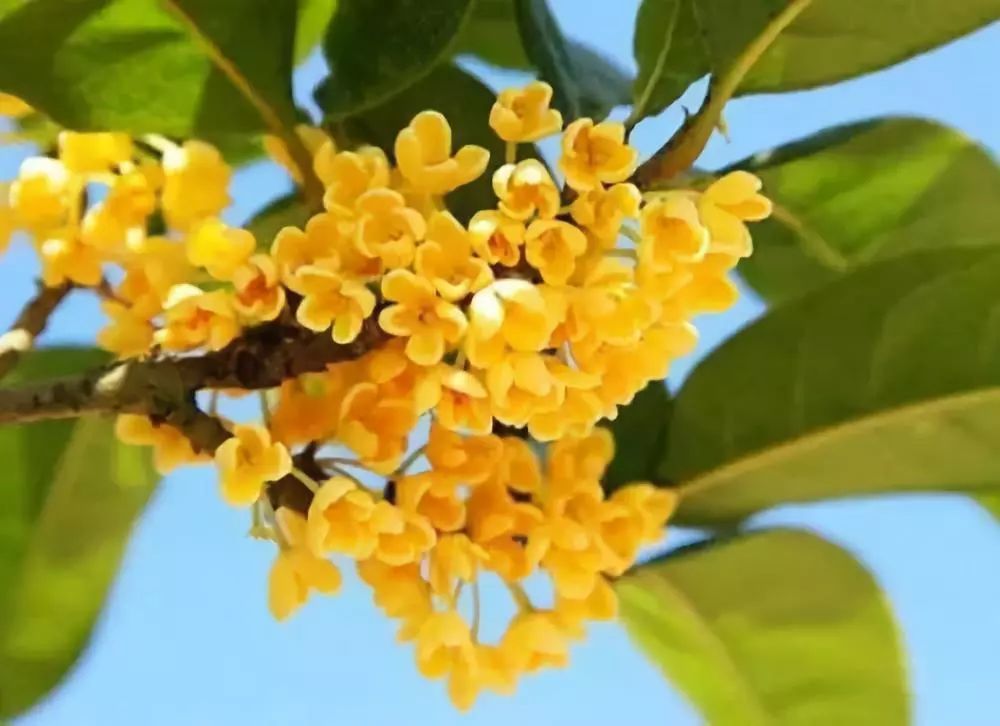 广西这个地方桂花盛放,如诗如画般美景!现在