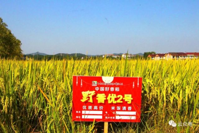 ② 徐家镇野香优2号基地   无污染的生态种植基地,为"麻姑大米"生产