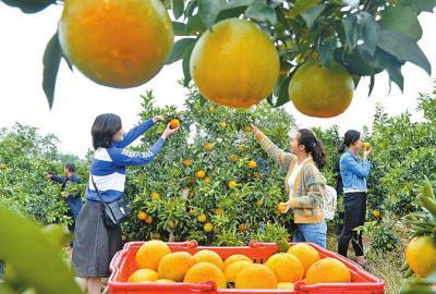 连买带吃 四川人国庆7天消费超过400亿元