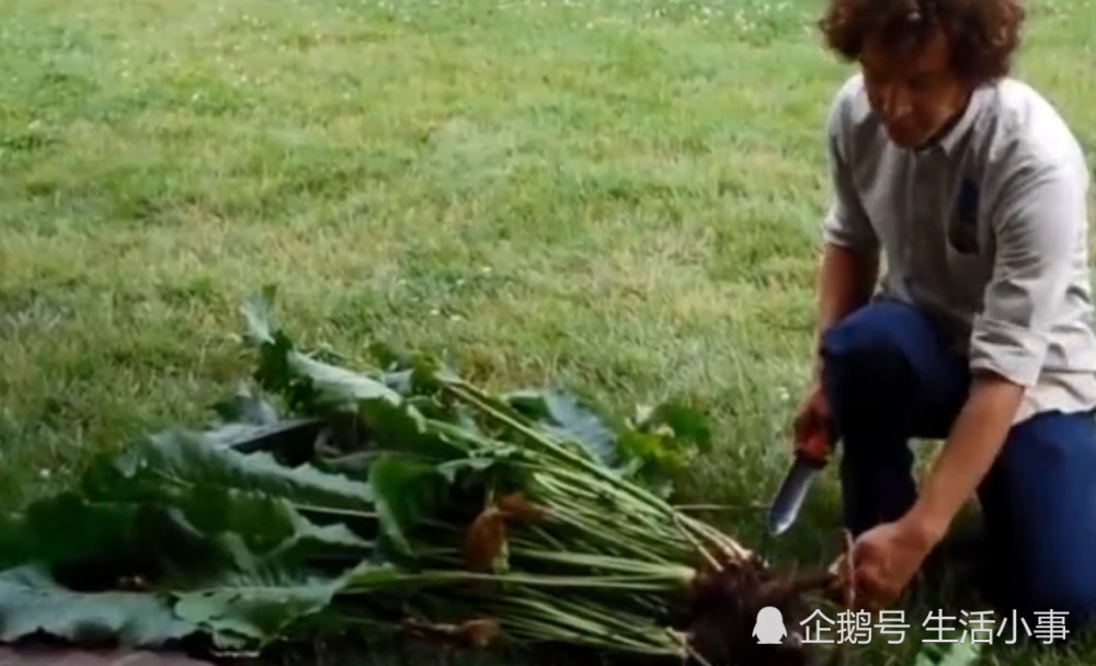 中国人几乎不吃的蔬菜,在日本市场上却遭到疯