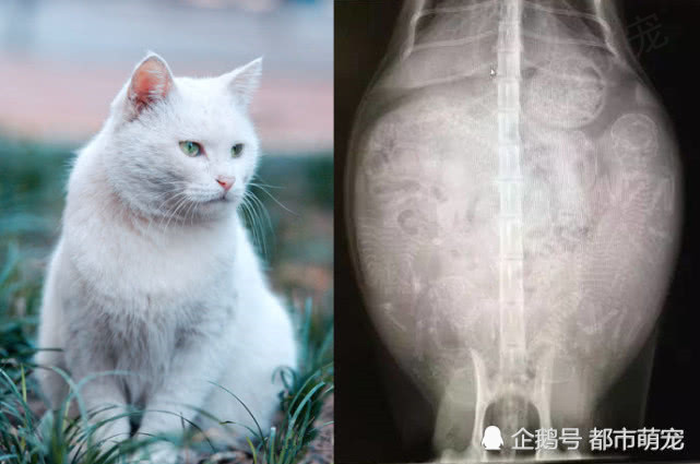 怀孕动物的x光照片,猫咪和狗狗的数不清,而它的和人类