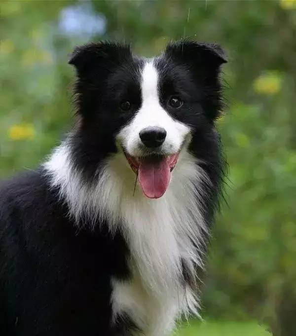 边境牧羊犬的这几处毛发需要特别注意