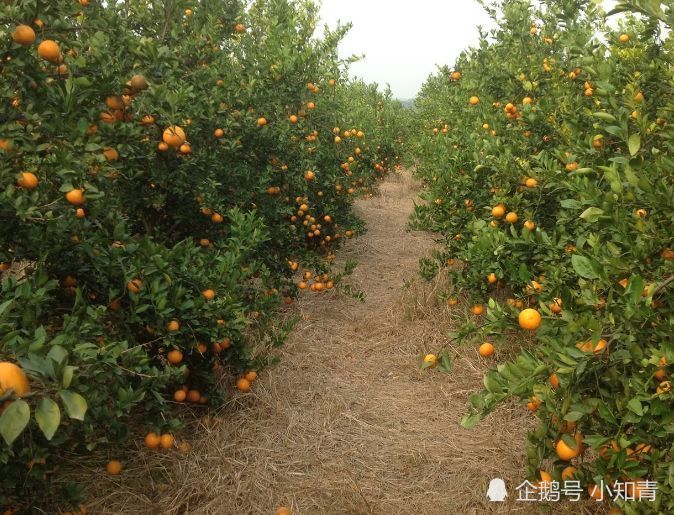 曾是古代皇帝最爱,果肉脆嫩入口化渣,名字也很