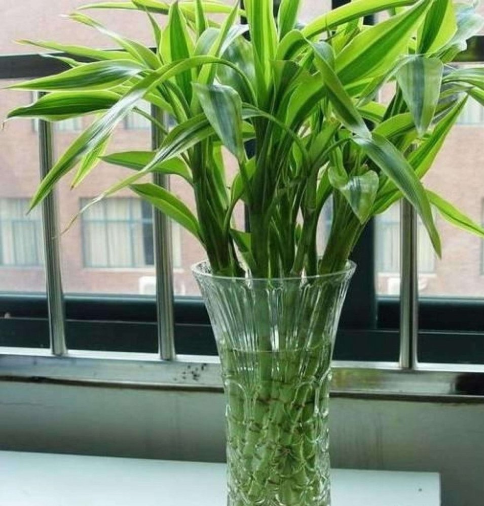 李大哥养富贵竹从来不买营养液，就用这2种水，枝条窜的拦不住