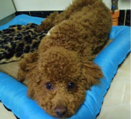 男孩太爱玩游戏忽略女朋友,被机智泰迪藏手机