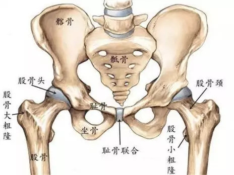 【科普】髋关节置换术后全方位养护及注意事项!