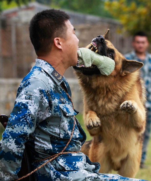 退役军犬最后的归宿:美国直接残忍的安乐死,最敬佩中国做法