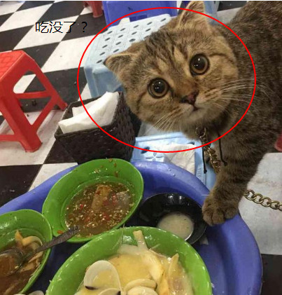 带猫咪出去没给它吃,猫猫抬起头来看着主人,水汪汪的眼睛萌炸了