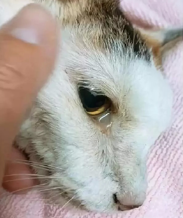 在弥留之际 猫咪的举动让主人泪腺崩溃:别伤心