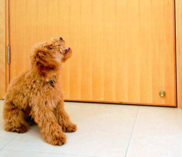 泰迪半夜吠叫扰邻,主人被整栋楼投诉,学会6点