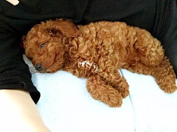 泰迪半夜吠叫扰邻,主人被整栋楼投诉,学会6点