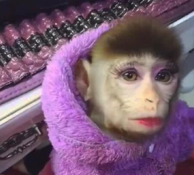 化妆师给猴子化了个妆,真是尖下巴大眼睛,迅速