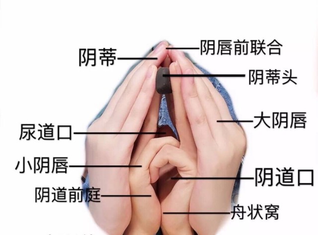 cosplay当作业?医学生身体模仿女性生殖器,有趣有创意!