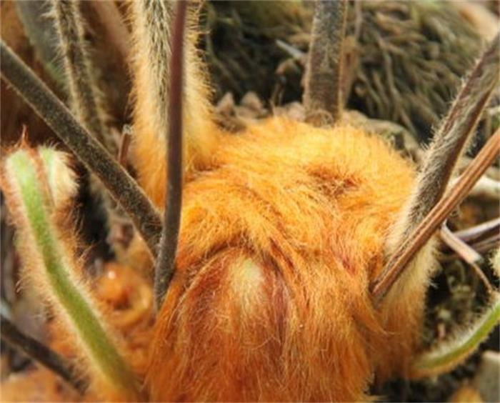 植物界的"大黄",国家级濒危物种,金毛狗蕨可遇不可求很珍贵