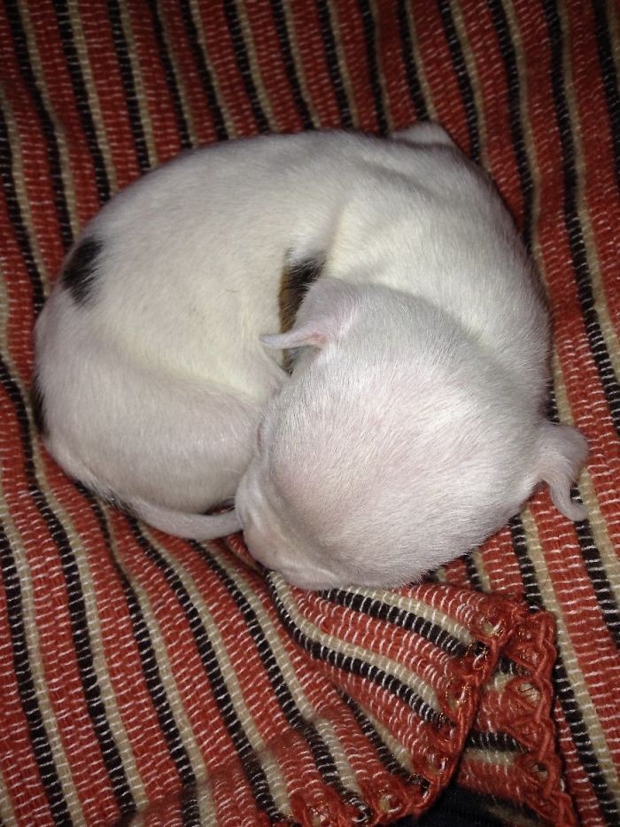 小斗牛犬一出生就被母亲吃掉一条腿,最后一只