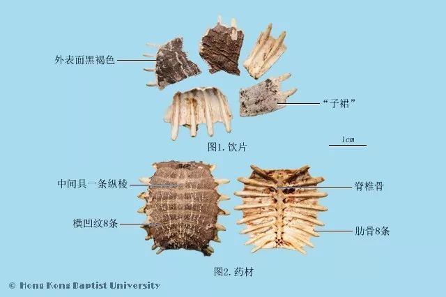 推荐收藏丨动物类中药图片(来源香港浸会大学)