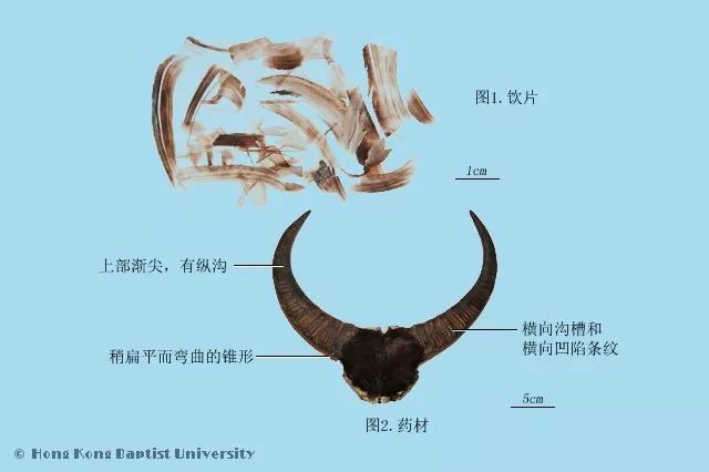 推荐收藏丨动物类中药图片(来源香港浸会大学)