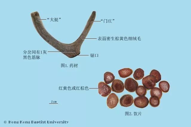 推荐收藏丨动物类中药图片(来源香港浸会大学)